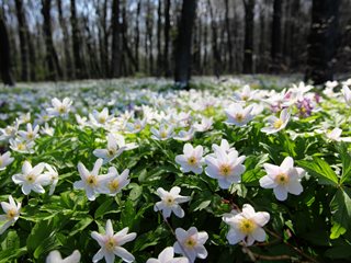 Snowdrop Anemone, Naturalized Anemone, Anemone Sylvestris
"Dream Team's" Portland Garden
Shutterstock.com
New York, NY