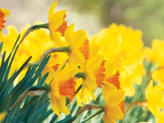 Yellow Daffodil, Narcissus Pimpernel
"Dream Team's" Portland Garden
Brent and Becky's Bulbs
Gloucester, VA