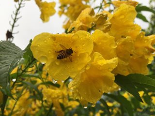 Yellow Tecoma Flower With Bee, Pollinator Flower
"Dream Team's" Portland Garden
Shutterstock.com
New York, NY