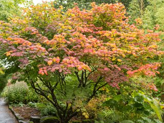 Acer Japonicum, Vitifolium, Japanese Maple, Tree
Shutterstock.com
New York, NY