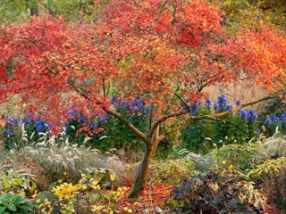 Acer Palmatum, Aureum, Japanese Maple, Orange Leaves, Tree
Garden Design
Calimesa, CA