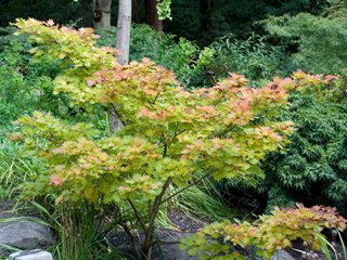 Acer Shirasawanum
Alamy Stock Photo
Brooklyn, NY