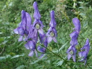 Aconitum_variegatum_110807f
Garden Design
Calimesa, CA
