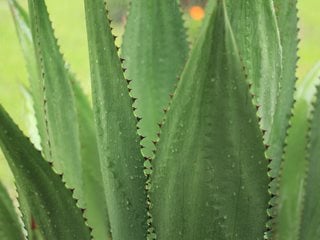 Agave Plant, Agave Leaves
Pixabay
