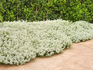 Image of Sweet Alyssum plant for shade