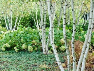 Betula, Birch, Whitespire
Alamy Stock Photo
Brooklyn, NY