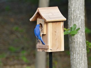 Bird Nesting Box
Morty Bachar / Patty Storms
Lewes, DE