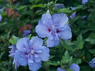 Blue Chiffon&reg; rose of Sharon