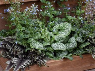 Brunnera In Shade Container
Proven Winners
Sycamore, IL