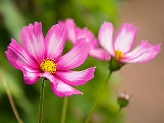 'Candy Stripe' cosmos flower