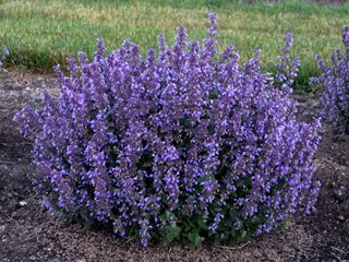 Image of Catmint (Nepeta) plant