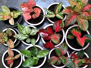 Chinese evergreen varieties