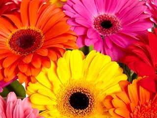 How Often Do Gerbera Daisies Bloom?