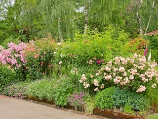 Curbside Planting With Roses  Garden Design  Calimesa, CA