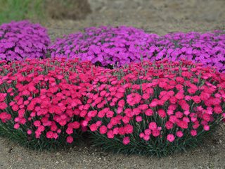 Image of Sweet alyssum and Dianthus Firewitch