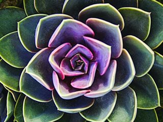 Echeveria 'perle Von Nürnberg'
Garden Design
Calimesa, CA