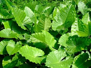 Elephant Ear, Alocasia  Shutterstock.com  New York, NY