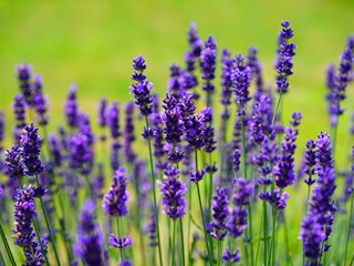 HOw To Grow Lavender... English-lavender-lavandula-angustifolia-garden-design_11716