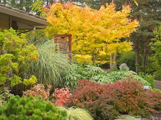 Fall Garden Border, Japanese Maple
Garden Design
Calimesa, CA