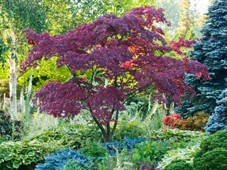  Fireglow, Japaense Maple
Garden Design
Calimesa, CA