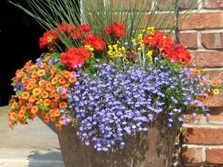 Flower Container, Blue Flowers
Proven Winners
Sycamore, IL
