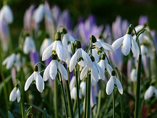 Galanthus, Snowdrop, White Flower
Pixabay
