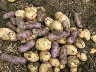 growing potatoes