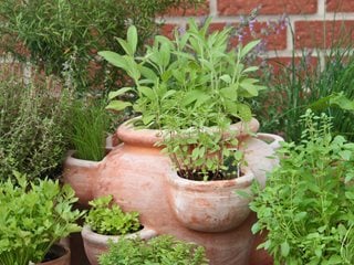 Herb garden planter