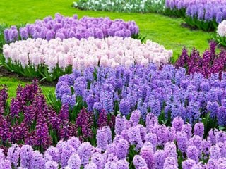 Hyacinth, Purple Flower, Garden
Shutterstock.com
New York, NY