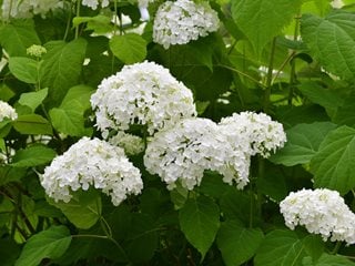 Hydrangea Arborescens, Annabelle, White Flower
Shutterstock.com
New York, NY