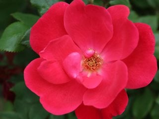 Knock Out Rose, Red Flower, Rosa
Shutterstock.com
New York, NY