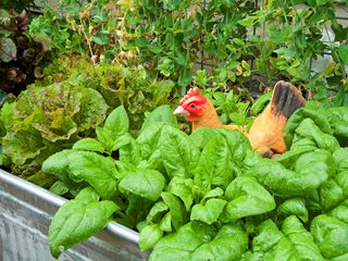 Lettuce And Spinach, Cool Season Vegetable Garden
Garden Design
Calimesa, CA