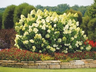 Limelight Hydrangea Shrub, Hydrangea Paniculata
Proven Winners
Sycamore, IL