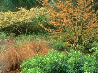 Hamamelis mollis (Chinese Witch Hazel)