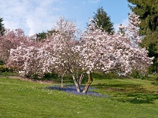 Magnola Tree, Blooming Tree
Shutterstock.com
New York, NY