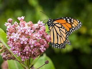 Monarch butterfly on milkweed