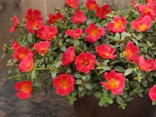 Mojave Red Portulaca, Portulaca Umbraticola
Proven Winners
Sycamore, IL