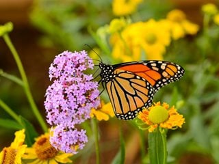 Monarch Butterfly On Pink Flowers, Butterfly Garden
Shutterstock.com
New York, NY