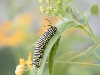 Monarch Caterpillar On Milkweed, Monarch Butterfly Caterpillar  Shutterstock.com  New York, NY
