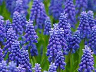 Muscari Boytroides, Purple Flower, Grape
Pixabay