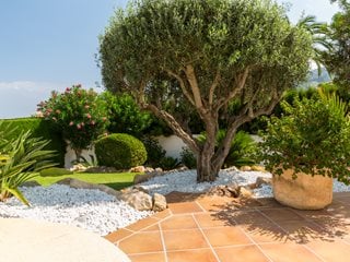 Olive Tree In Garden
Shutterstock.com
New York, NY