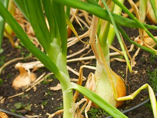 Onions Growing, Onions, Growing Onions
Garden Design
Calimesa, CA