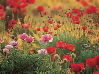 Oriental Poppies
Garden Design
Calimesa, CA