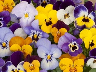 Pansy flowers