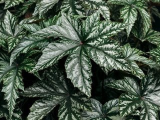 Pegasus Begonia, Begonia Hybrid  Proven Winners  Sycamore, IL