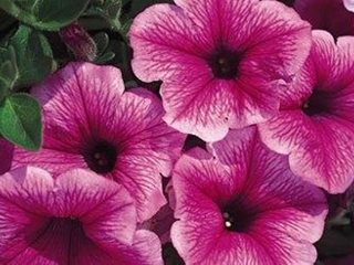Petunia
Garden Design
Calimesa, CA