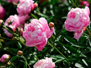 Pink Peony, Paeonia Lactiflora
123RF
Chicago, IL