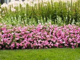 Wave Petunia Color Chart