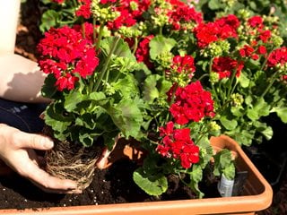 Planting Geranium, Red Flower, Flower Pot Shutterstock.com New York, NY