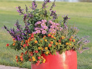 Pollinator Patio Container, Speedwell, Catmint, Lantana, Bee Balm, Salvia
Proven Winners
Sycamore, IL
